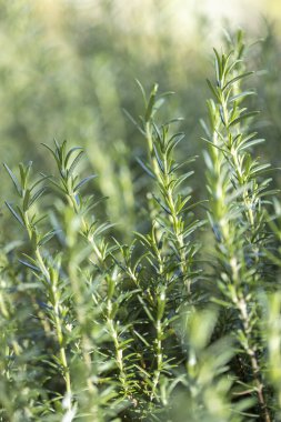 Taze Rosemary Herb dışarıda yetişiyor. Biberiye yaprakları Yakın plan.
