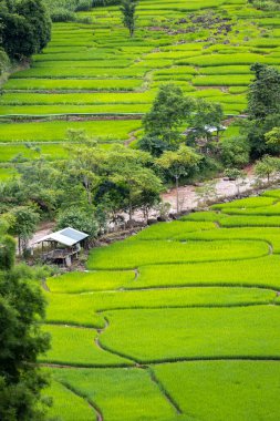Mae Cham Chiangmai Kuzey Tayland 'da pirinç tarlası.