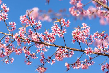 Vahşi Himalaya Kirazı (Prunus cerasoides) veya Thai sakura çiçeği