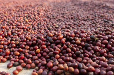 Kahve çekirdekleri güneşte kuruyor. Kahve çiftliğindeki kahve tarlaları