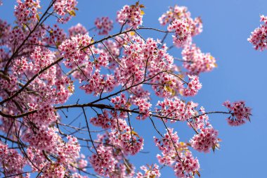 Vahşi Himalaya Kirazı (Prunus cerasoides) veya Thai sakura çiçeği