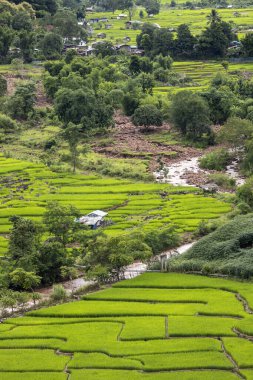 Mae Cham Chiangmai Kuzey Tayland 'da pirinç tarlası.