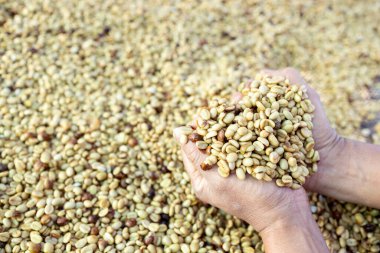 Kahve çekirdekleri güneşte kuruyor. Kahve çiftliğindeki kahve tarlaları