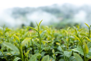 Green tea leaf in the morning, tea plantation