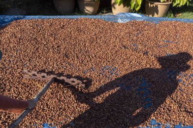 Tahta bir yüzeyde kakao çekirdeği ve kakao kabuğu..