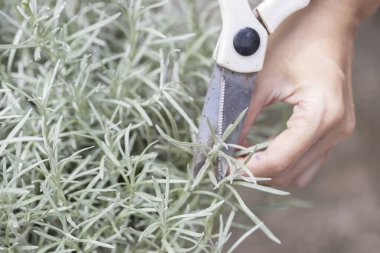 Taze Rosemary Herb dışarıda yetişiyor. Biberiye yaprakları Yakın plan.