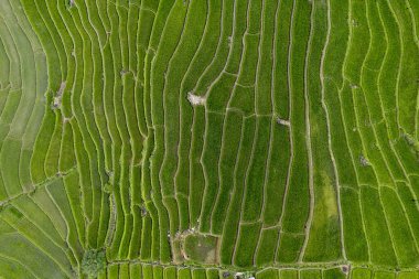 Mae Cham Chiangmai Kuzey Tayland 'da pirinç tarlası.