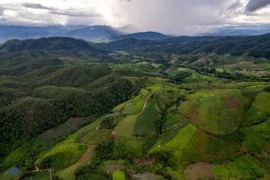 Mae Cham Chiangmai Kuzey Tayland 'da pirinç tarlası.
