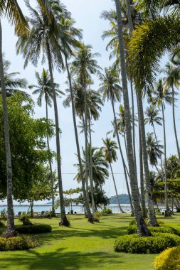 Jamaika adasında palmiyeler ve turkuaz deniz ile güzel bir sahil..