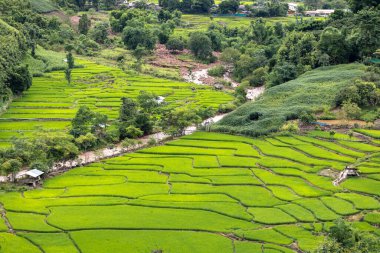 Mae Cham Chiangmai Kuzey Tayland 'da pirinç tarlası.