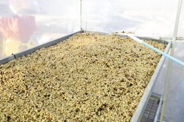 Kahve çekirdekleri güneşte kuruyor. Kahve çiftliğindeki kahve tarlaları