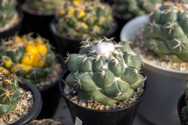 Coryphantha filleri ya da Fil dişi kaktüsleri çiçek açan pembe saksıda