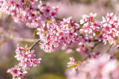 Vahşi Himalaya Kirazı (Prunus cerasoides) veya Thai sakura çiçeği