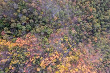 Sonbaharın en yüksek mevsiminde yaprak değiştiren yaprak döken bir orman manzarası. Canlı görünümün resimli uçan görüntüsü