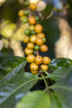 Tarımla kahve böğürtlenleri topluyorum. Kuzey Tayland 'da ağaçta olgunlaşan kahve çekirdekleri.