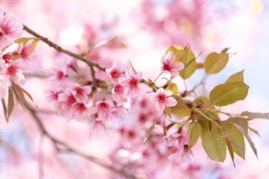 Vahşi Himalaya Kirazı (Prunus cerasoides) veya Thai sakura çiçeği