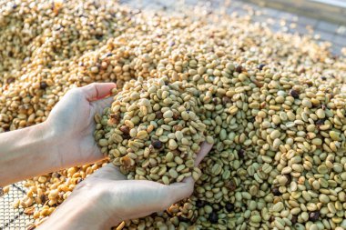 Kahve çekirdekleri güneşte kuruyor. Kahve çiftliğindeki kahve tarlaları