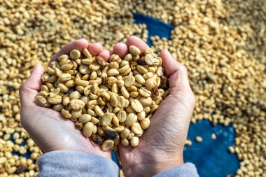 Kahve çekirdekleri güneşte kuruyor. Kahve çiftliğindeki kahve tarlaları