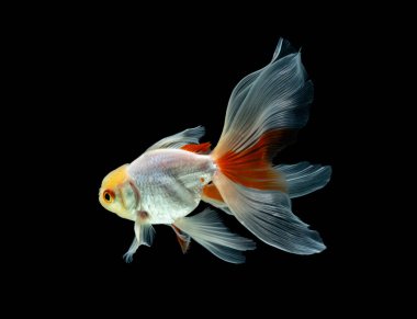 Japon balığı koyu siyah bir arkaplanda izole edilmiş.