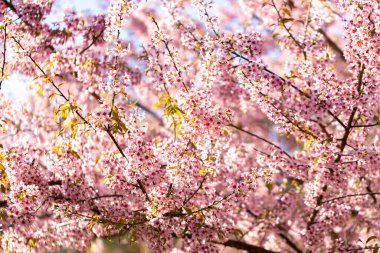 Vahşi Himalaya Kirazı (Prunus cerasoides) veya Thai sakura çiçeği