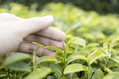 Green tea leaf in the morning, tea plantation