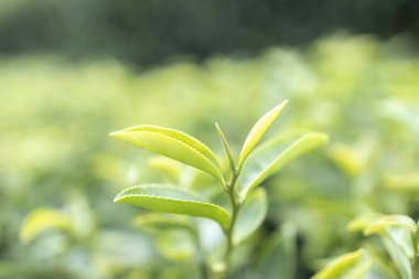 Green tea leaf in the morning, tea plantation