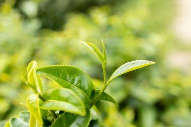 Green tea leaf in the morning, tea plantation