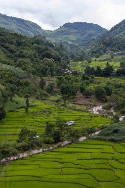 Mae Cham Chiangmai Kuzey Tayland 'da pirinç tarlası.