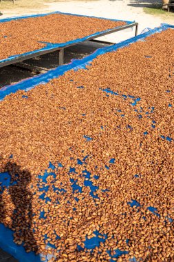 Theobroma kakao, kakao ağacına veya kakao ağacına verilen bilimsel bir isimdir.