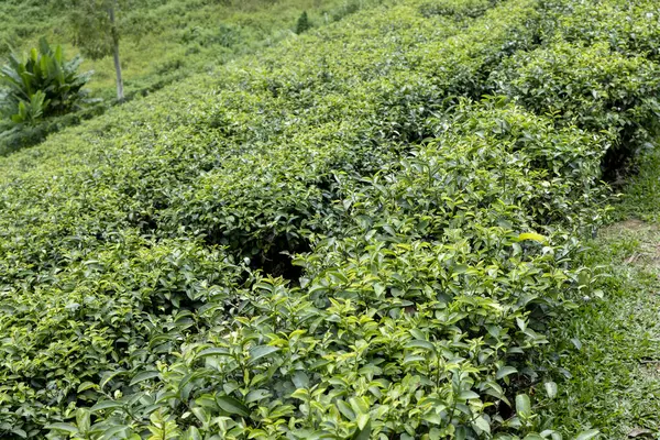 Green tea leaf in the morning, tea plantation