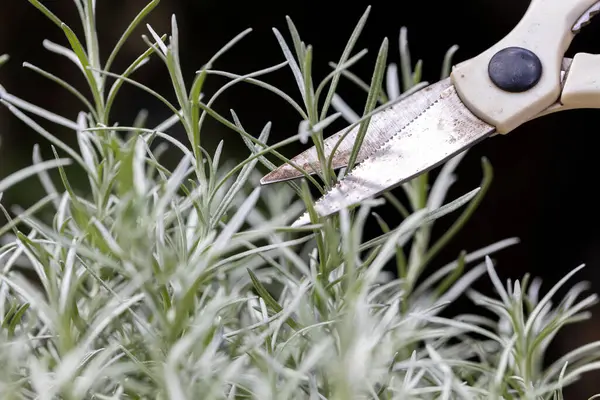 Taze Rosemary Herb dışarıda yetişiyor. Biberiye yaprakları Yakın plan.