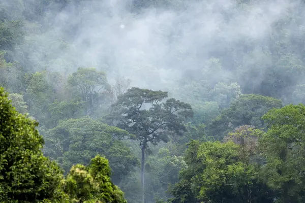 Dağ Katmanıyla Sabah Buğusu manzarası. Kırsal orman ormanlarında dağ sırtı ve bulutlar