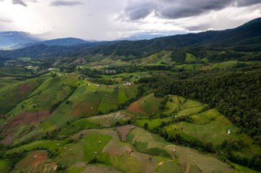 Pirinç alan çiftçi ve Tayland'da sabah, Güneş