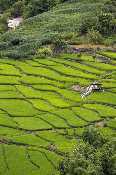 Pirinç alan çiftçi ve Tayland'da sabah, Güneş