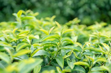 Green tea leaf in the morning, tea plantation