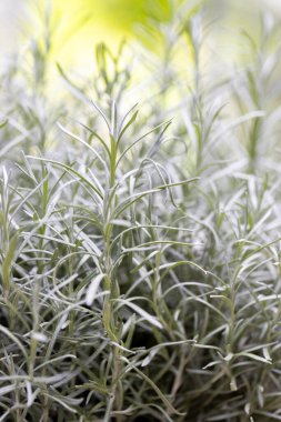 Taze Rosemary Herb dışarıda yetişiyor. Biberiye yaprakları Yakın plan.