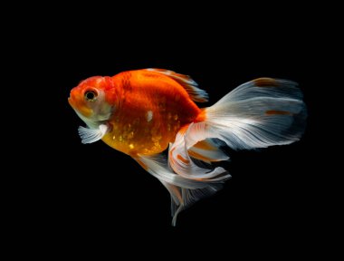 Siyah bir arka planda izole edilmiş japon balığı. Akvaryumdaki farklı renkli Carassius akvaryumu