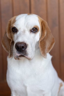 Küçük sevimli köpek yavrusu yukarı bakıyor