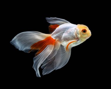 Siyah bir arka planda izole edilmiş japon balığı. Akvaryumdaki farklı renkli Carassius akvaryumu