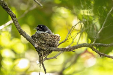 Anne kuş yavrusunu kuş yuvasında besliyor..