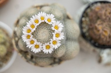 Kaktüs çiçekleri beton zeminde çiçek açıyor..