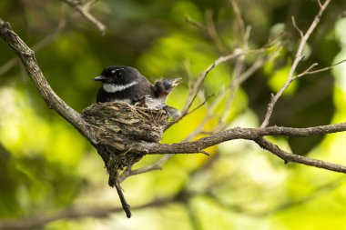 Anne kuş yavrusunu kuş yuvasında besliyor..