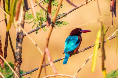 Avrasya 'nın en yaygın balıkçısı (
