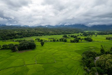 Pirinç alan çiftçi ve Tayland'da sabah, Güneş