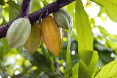 Kakao Ağacı (Theobroma kakaosu). Doğada organik kakao meyve kabukları.