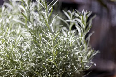 Taze Rosemary Herb dışarıda yetişiyor. Biberiye yaprakları Yakın plan.