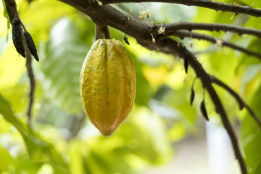Kakao Ağacı (Theobroma kakaosu). Doğada organik kakao meyve kabukları.