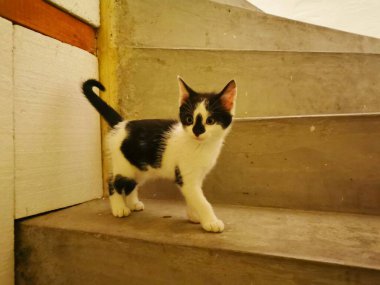 Kedi, kedi yavrusu, siyah ve beyaz, beton basamaklarda duruyor, görüntü