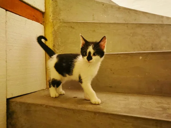 Kedi Kedi Yavrusu Siyah Beyaz Beton Basamaklarda Duruyor Görüntü — Stok fotoğraf