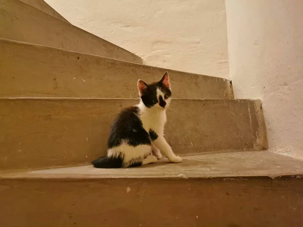 Gato Gatito Blanco Negro Sentado Escalones Concretos Imagen — Foto de Stock